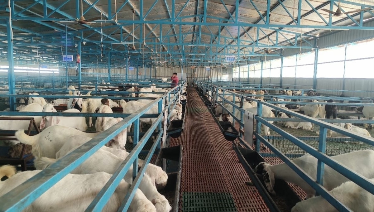 Goat Farming Scheme 2025 मिलेगी 70% तक सब्सिडी, बने आत्मनिर्भर और बढ़ाएं आमदनी