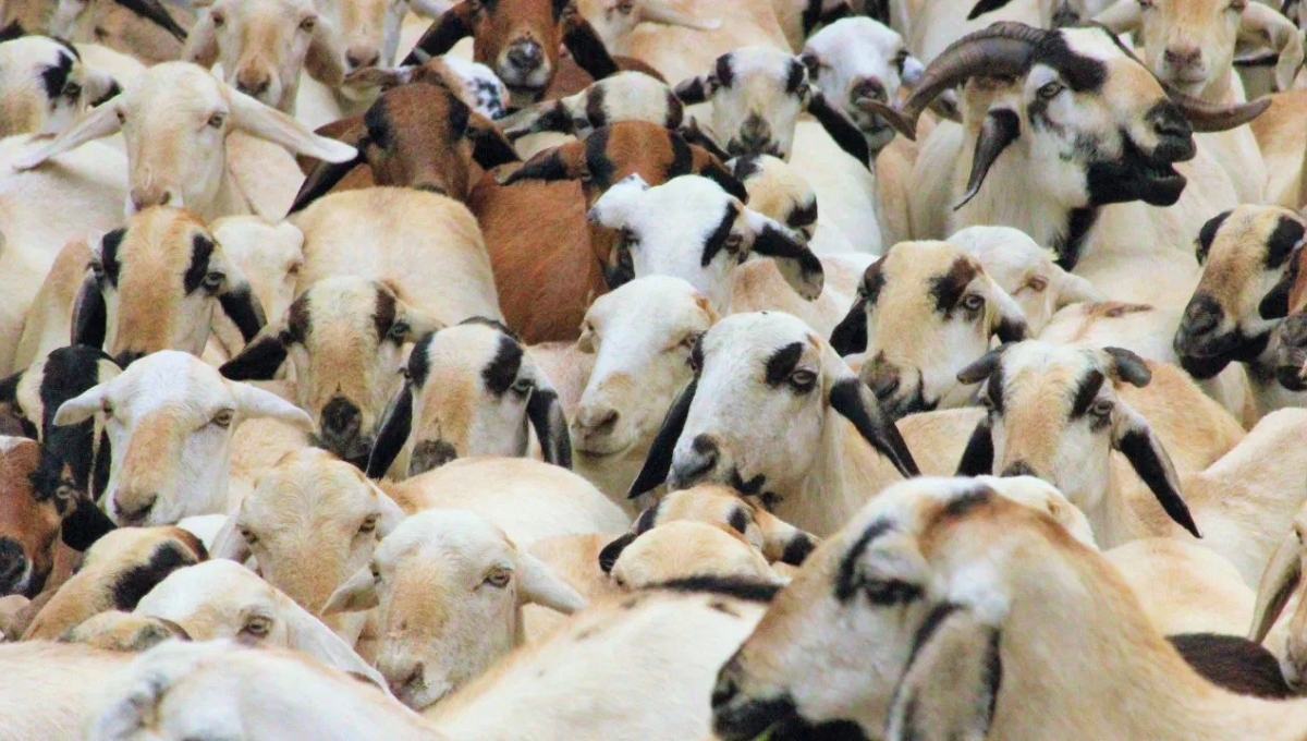 Goat Farming Scheme 2025 मिलेगी 70% तक सब्सिडी, बने आत्मनिर्भर और बढ़ाएं आमदनी